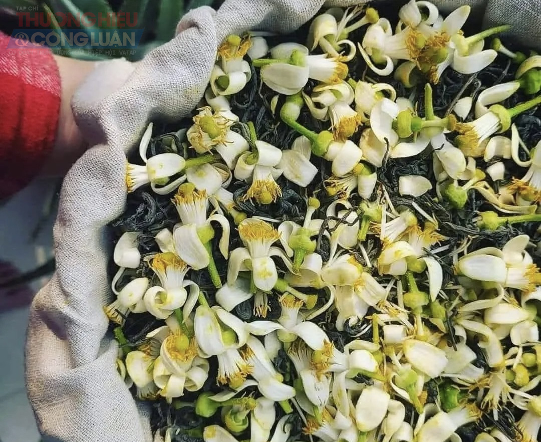 Chị Hương (người b&aacute;n hoa bưởi tr&ecirc;n phố H&agrave;ng Khoai) chia sẻ: &ldquo;Mỗi năm chỉ c&oacute; một m&ugrave;a hoa bưởi, k&eacute;o d&agrave;i chừng v&agrave;i tuần n&ecirc;n ng&agrave;y n&agrave;o t&ocirc;i cũng dậy từ rất sớm đi lấy hoa. Phải chọn đ&uacute;ng l&uacute;c hoa vừa h&eacute; nở th&igrave; mới thơm v&agrave; giữ được l&acirc;u.&rdquo; Theo chị Hương, kh&aacute;ch mua hoa bưởi chủ yếu l&agrave; người quen. &ldquo;Nhiều người năm n&agrave;o cũng đợi đến m&ugrave;a n&agrave;y để mua v&agrave;i ch&ugrave;m về cắm hoặc ướp tr&agrave;. C&oacute; người chỉ mua một &iacute;t th&ocirc;i nhưng đứng lại ngửi rất l&acirc;u, như để tận hưởng m&ugrave;i hương.&rdquo;