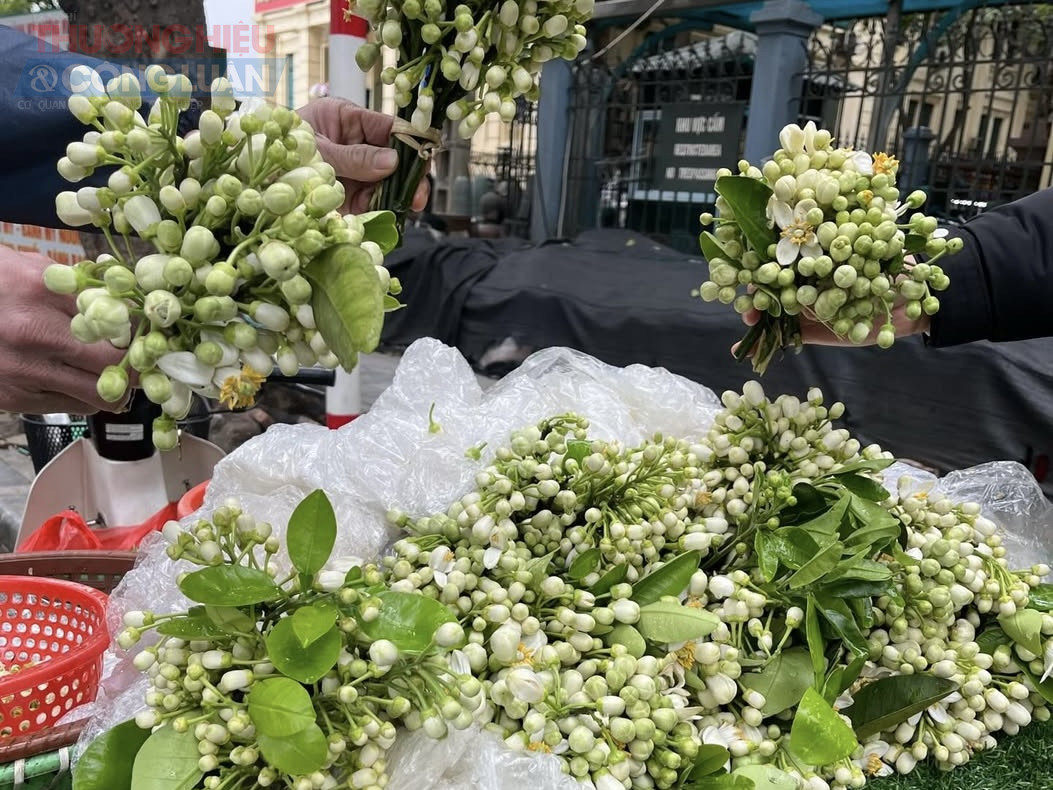 Hương bưởi tháng Ba, nét duyên thầm của Hà Nội
