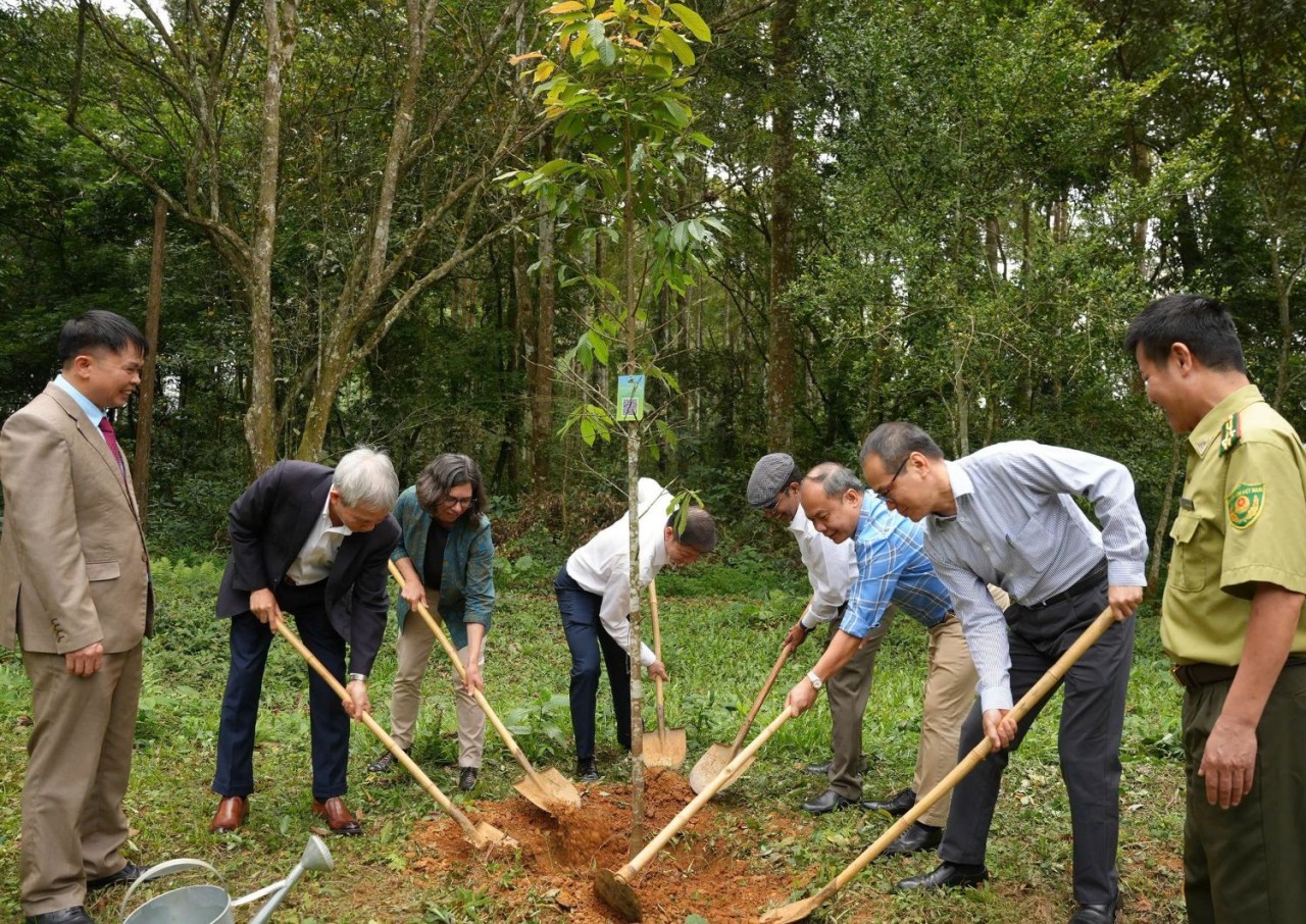 Đánh thức “kinh tế rừng” trong chiến lược phát triển bền vững