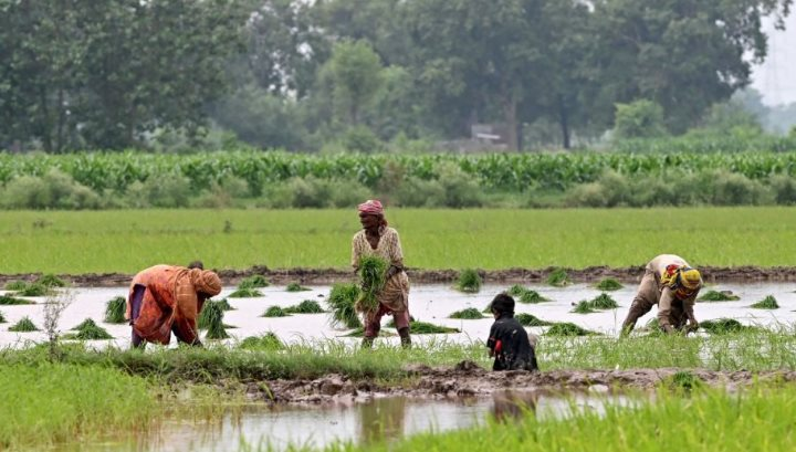 Thị trường nhập khẩu gạo lớn nhất của Việt Nam xuất hiện động thái bất ngờ