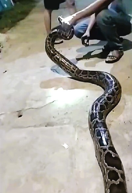 Lực lượng chức năng TP.Đ&agrave; Nẵng kịp thời thả c&aacute; thể trăn gấm về tự nhi&ecirc;n sau khi &ldquo;lạc&rdquo; v&agrave;o khu d&acirc;n cư. Ảnh: CACC