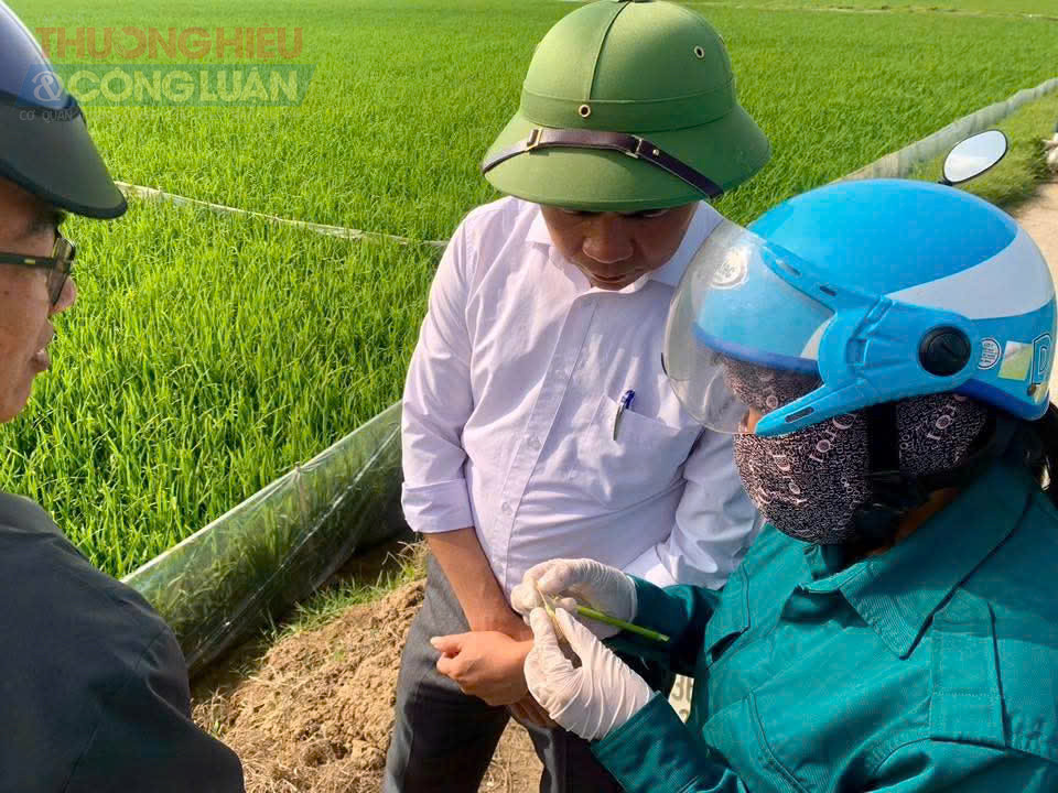 Thanh Hóa: Xã Hoằng Châu chủ động kiểm tra đồng ruộng, quyết tâm thắng lợi vụ Xuân 2026