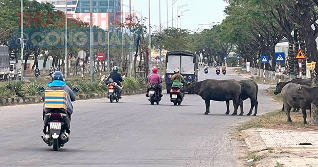 Hiện tượng đ&agrave;n tr&acirc;u, b&ograve; thẻ rong vẫn c&ograve;n t&aacute;i diễn (Đoạn Cầu Gia Tr&ograve;n Khu đ&ocirc; thị sinh th&aacute;i Golden Hills) Ảnh: Ho&agrave;ng Hữu Quyết.