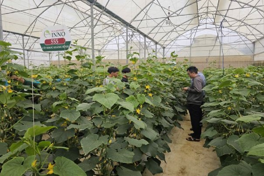 Vườn dưa leo baby Inno 555 tại x&atilde; Lạc Dương