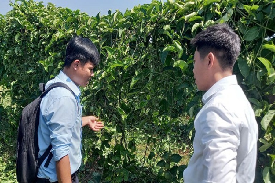 Đại diện Trung tâm Đổi mới sáng tạo và Chuyển đổi số trao đổi với đại diện của Eden Farm tại vườn chanh dây mẫu Đại diện Trung tâm Đổi mới sáng tạo và Chuyển đổi số trao đổi với đại diện của Eden Farm tại vườn chanh dây mẫu