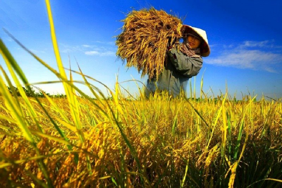 Đề &aacute;n sản xuất giảm ph&aacute;t thải lĩnh vực trồng trọt giai đoạn 2025-2035, tầm nh&igrave;n đến 2050