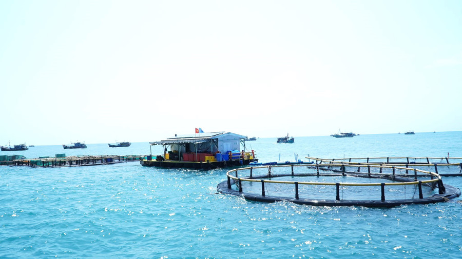 Cà Mau: Xem xét dự án nuôi biển công nghệ cao tại Hòn Chuối