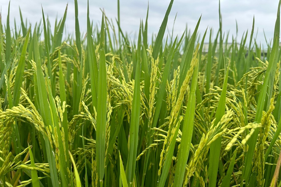 Sản xuất l&uacute;a khu vực Đ&ocirc;ng Nam tỉnh L&acirc;m Đồng