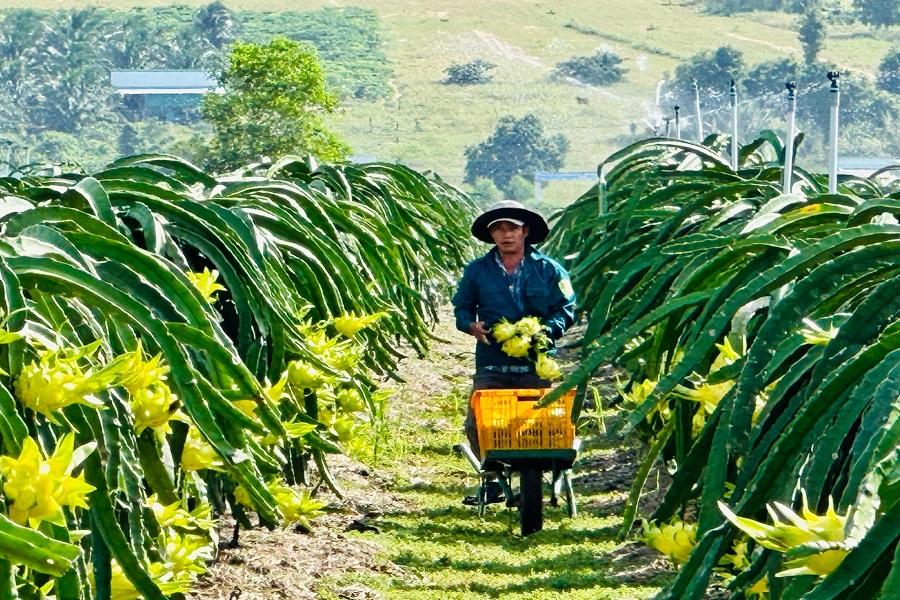 Lâm Đồng triển khai đề án sản xuất trồng trọt giảm phát thải giai đoạn 2025 - 2035