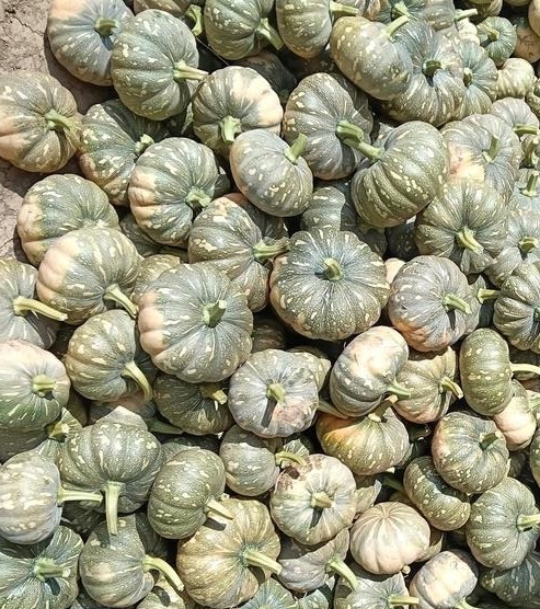 tại x&atilde; Kh&aacute;nh B&igrave;nh v&agrave; x&atilde; Đ&aacute; Bạc, ước t&iacute;nh c&ograve;n khoảng 200 tấn b&iacute; chưa ti&ecirc;u thụ được d&ugrave; gi&aacute; đ&atilde; giảm s&acirc;u. (Ảnh minh họa)