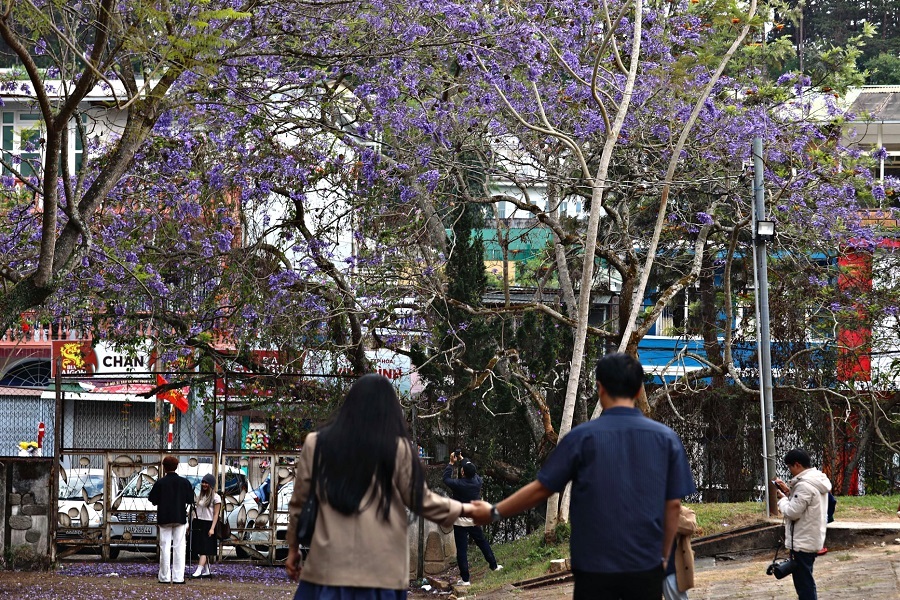 Đến Đà Lạt vào mùa hoa phượng tím, du khách không chỉ được chiêm ngưỡng cảnh sắc thiên nhiên tuyệt đẹp mà còn cảm nhận được những giá trị văn hóa sâu sắc mà loài hoa này mang lại Đến Đà Lạt vào mùa hoa phượng tím, du khách không chỉ được chiêm ngưỡng cảnh sắc thiên nhiên tuyệt đẹp mà còn cảm nhận được những giá trị văn hóa sâu sắc mà loài hoa này mang lại