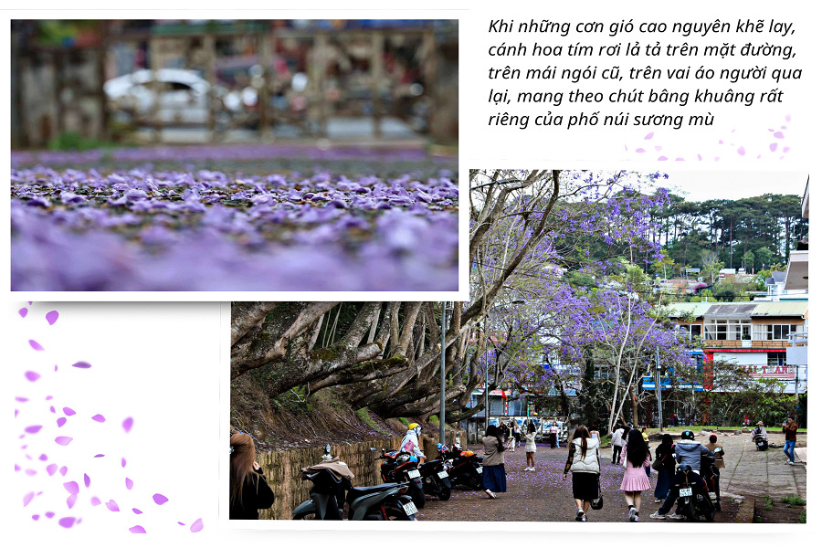 Du khách tìm tới những dãy phượng tím bắt đầu nở trên khắp các cung đường của phố núi ngàn hoa Du khách tìm tới những dãy phượng tím bắt đầu nở trên khắp các cung đường của phố núi ngàn hoa