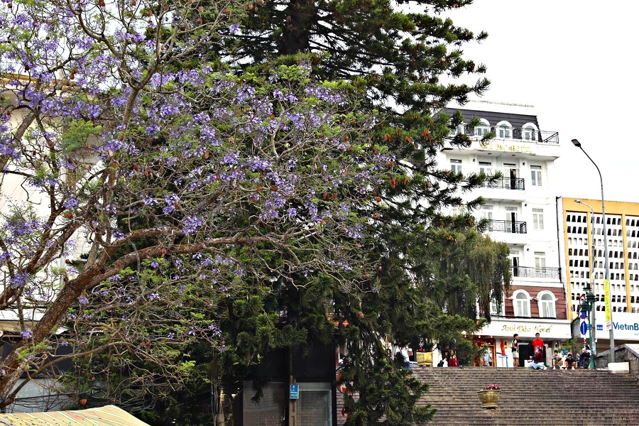 Loài hoa này trở thành một trong những loài hoa độc đáo của phố núi Đà Lạt Loài hoa này trở thành một trong những loài hoa độc đáo của phố núi Đà Lạt