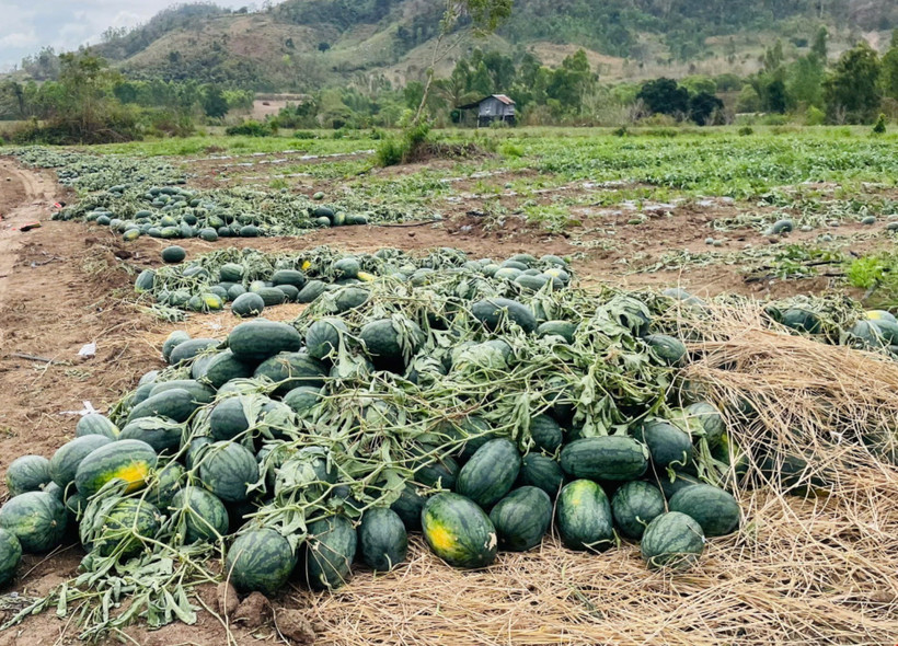 Dưa hấu đ&atilde; thu hoạch chờ ti&ecirc;u thụ. (Ảnh: Hồng Điệp/TTXVN)