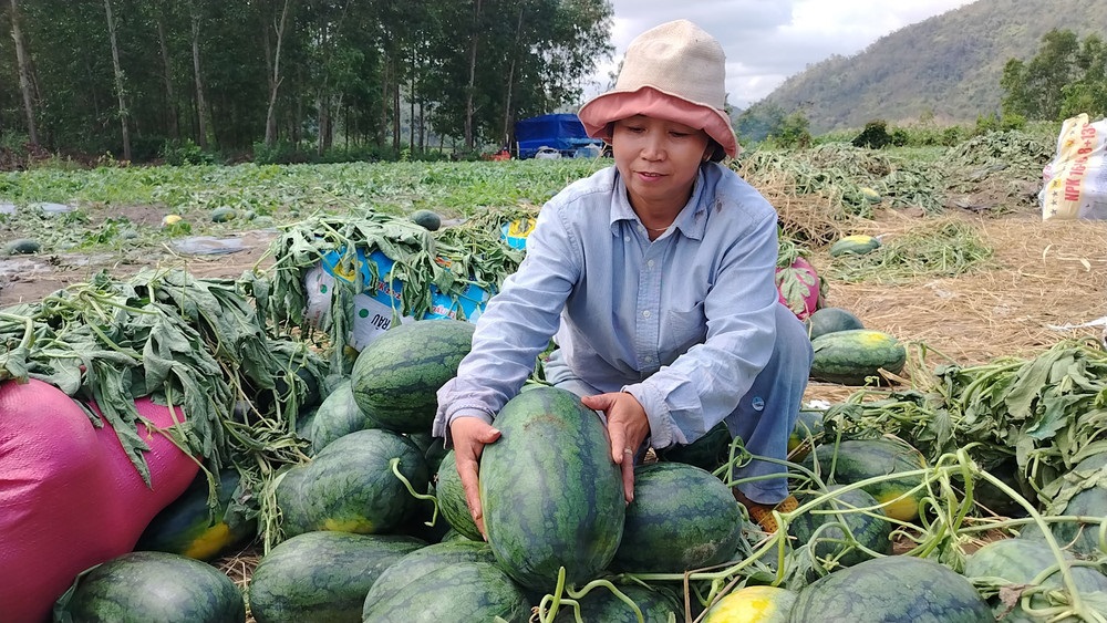 Dưa hấu Gia Lai rớt giá còn 1.000 đồng/kg, nhiều nông sản ùn ứ khó tiêu thụ