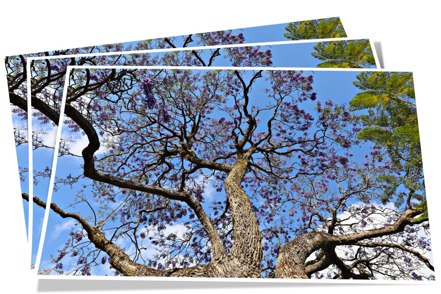 Loài hoa này nở rộ vào khoảng tháng 3 - 4, trở thành một trong những loài hoa độc đáo của phố núi Đà Lạt Loài hoa này nở rộ vào khoảng tháng 3 - 4, trở thành một trong những loài hoa độc đáo của phố núi Đà Lạt