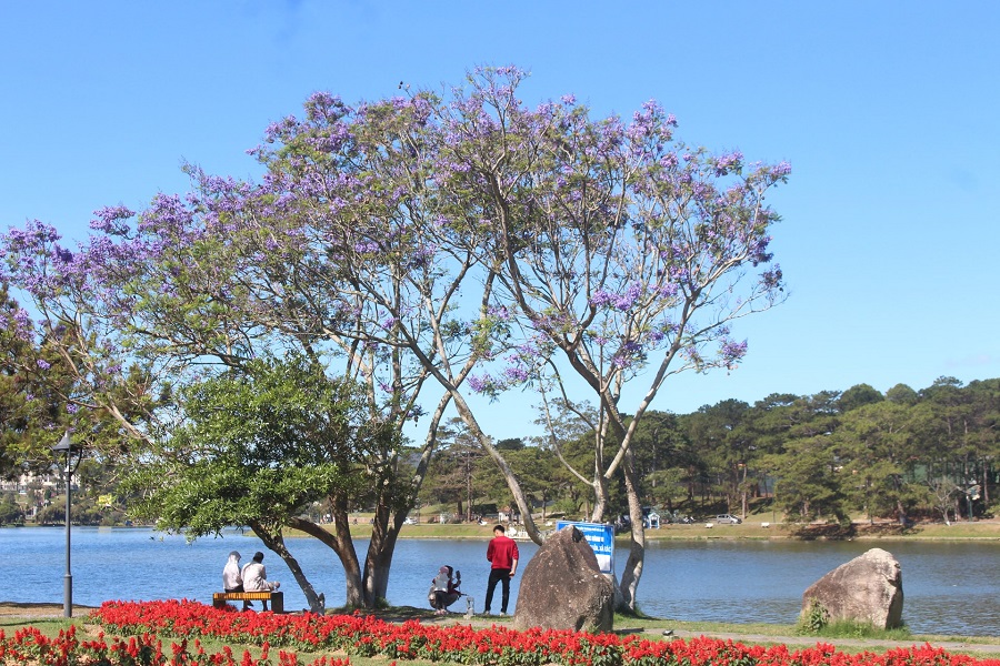 Phượng tím không nở đồng loạt. Cây này vừa hé nụ, cây kia mới lác đác vài chùm hoa. Chính sự không đồng đều ấy lại tạo nên vẻ tự nhiên, phóng khoáng cho phố núi. Dự kiến, khoảng 2 tuần nữa, phượng tím sẽ bung nở đều và đẹp rực rỡ nhất Phượng tím không nở đồng loạt. Cây này vừa hé nụ, cây kia mới lác đác vài chùm hoa. Chính sự không đồng đều ấy lại tạo nên vẻ tự nhiên, phóng khoáng cho phố núi. Dự kiến, khoảng 2 tuần nữa, phượng tím sẽ bung nở đều và đẹp rực rỡ nhất