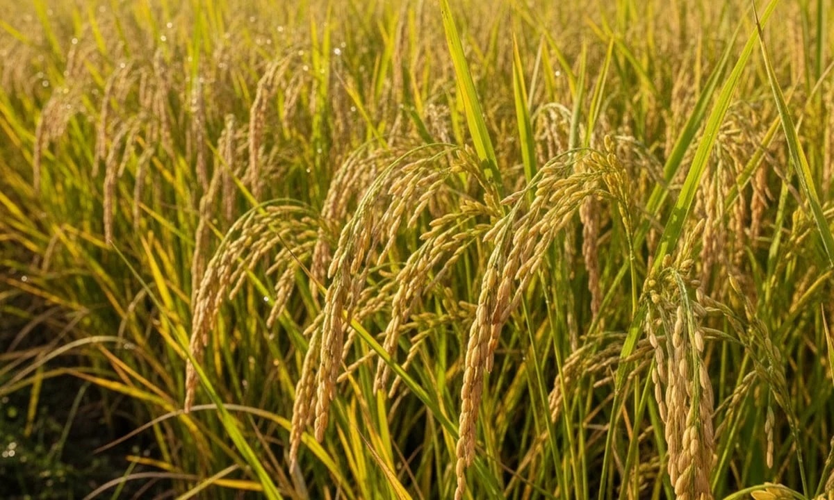 Ảnh minh họa Ảnh minh họa