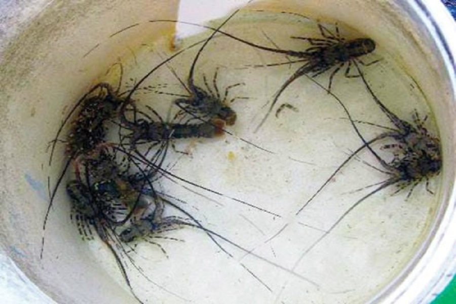 Lâm Đồng: Về làng chài xem ngư dân bẫy tôm hùm con