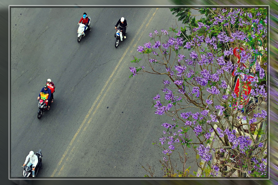 Hoa phượng tím với hàng trăm cây trồng khắp Đà Lạt không chỉ đơn thuần là một loài hoa đẹp mà còn mang trong mình nhiều ý nghĩa văn hóa sâu sắc Hoa phượng tím với hàng trăm cây trồng khắp Đà Lạt không chỉ đơn thuần là một loài hoa đẹp mà còn mang trong mình nhiều ý nghĩa văn hóa sâu sắc