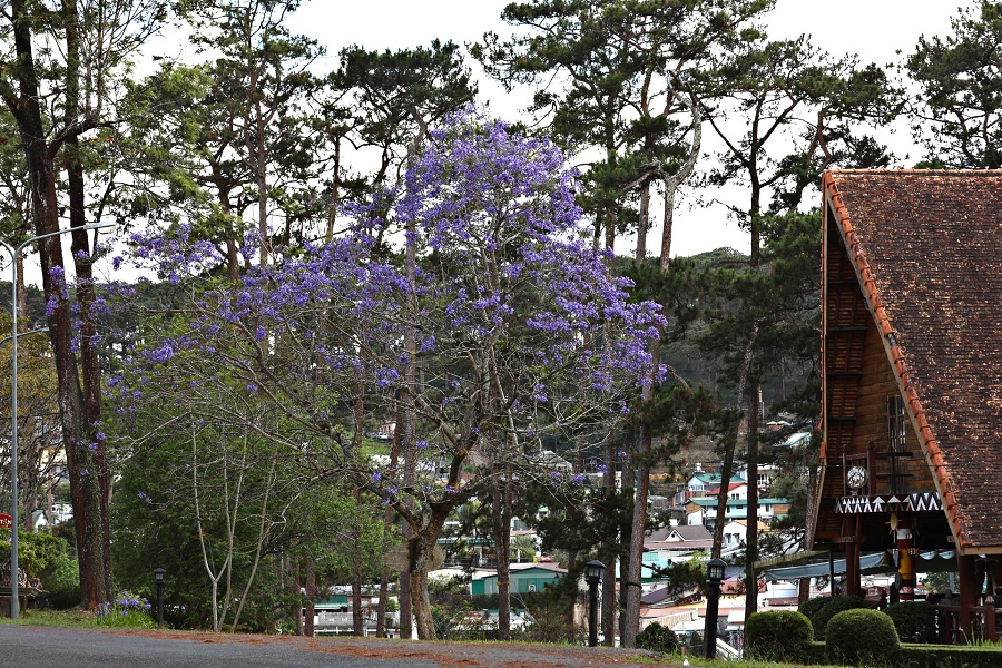 Tháng 3, Đà Lạt khoác áo tím mộng mơ