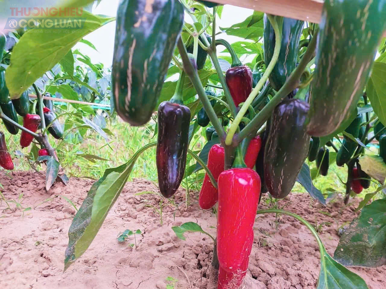 Thanh Hóa: Hiệu quả bước đầu từ mô hình trồng ớt Zanpeno liên kết tiêu thụ tại xã Hoằng Sơn