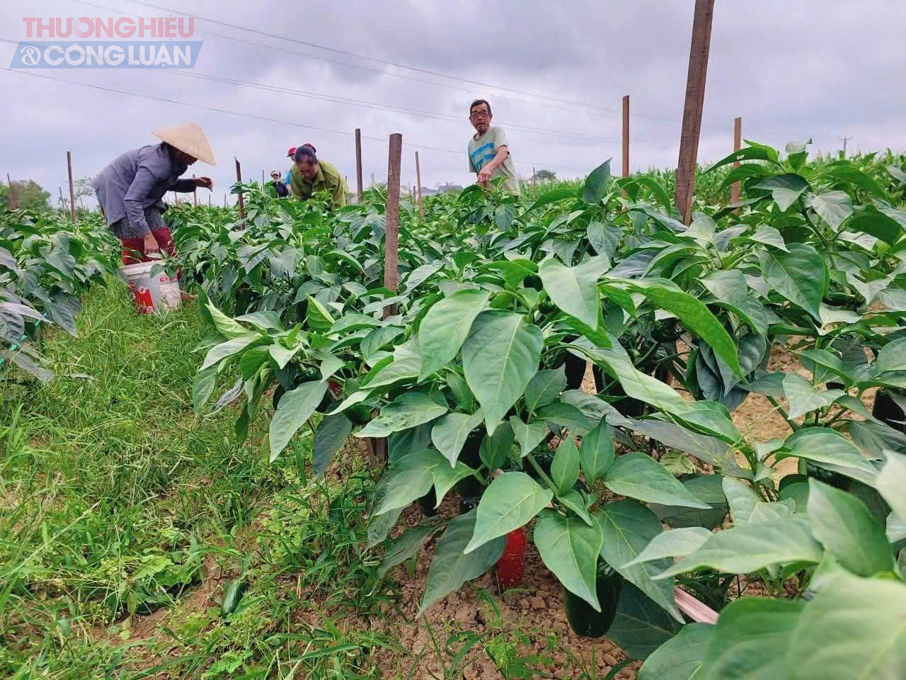 Mô hình trồng ớt Zanpeno góp phần thúc đẩy quá trình chuyển đổi cơ cấu cây trồng tại địa phương Mô hình trồng ớt Zanpeno góp phần thúc đẩy quá trình chuyển đổi cơ cấu cây trồng tại địa phương