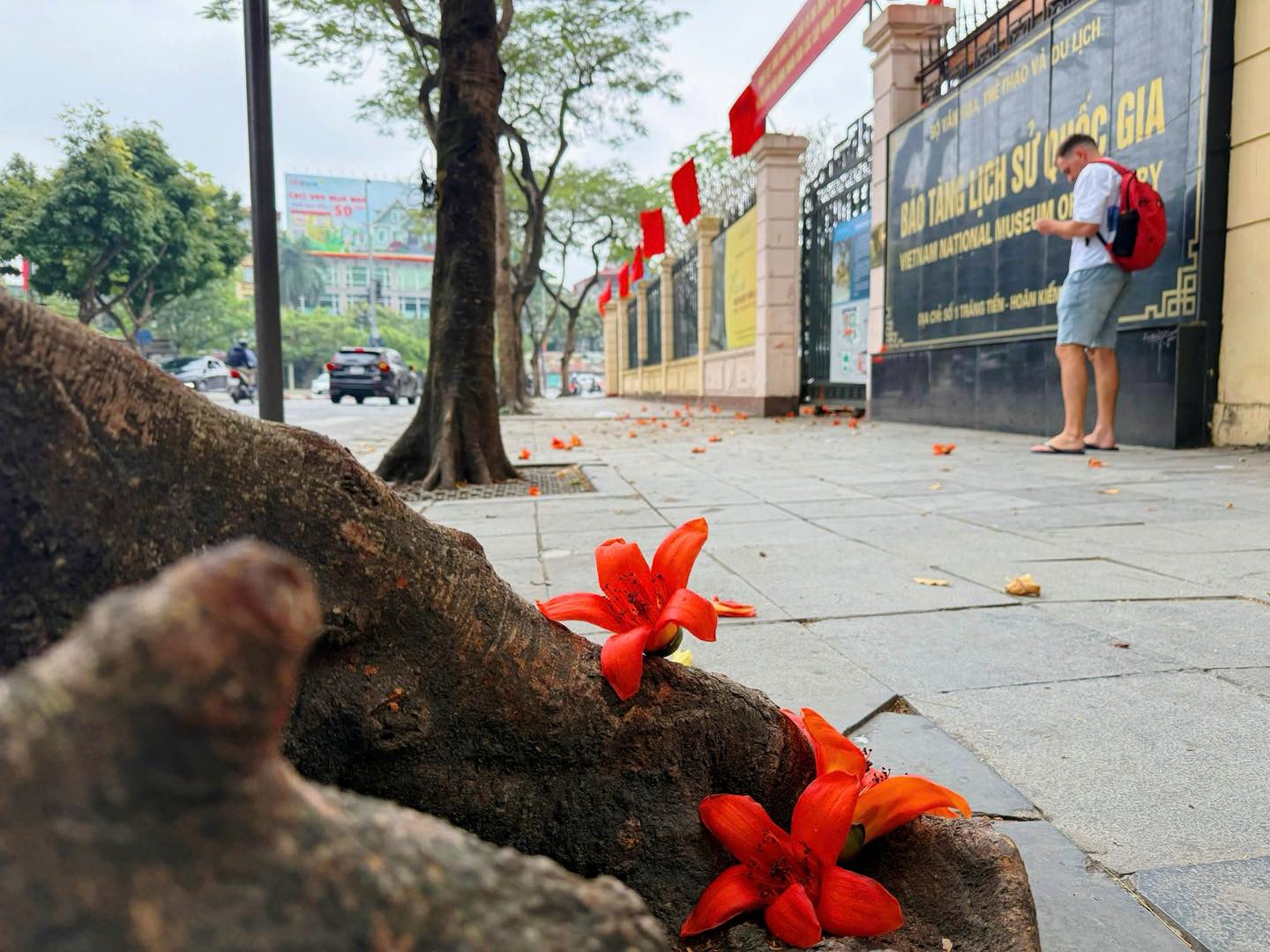 Những cánh hoa gạo rơi đỏ trên vỉa hè trước Bảo tàng Lịch sử Quốc gia, tạo nên khoảnh khắc rất “Hà Nội” – bình dị mà đầy chất thơ. Những cánh hoa gạo rơi đỏ trên vỉa hè trước Bảo tàng Lịch sử Quốc gia, tạo nên khoảnh khắc rất “Hà Nội” – bình dị mà đầy chất thơ.