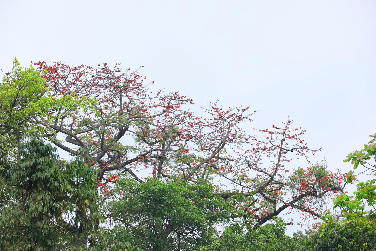 án hoa gạo bung nở rực rỡ trên nền trời, tạo nên một bức tranh xuân đầy sức sống giữa lòng Hà Nội. án hoa gạo bung nở rực rỡ trên nền trời, tạo nên một bức tranh xuân đầy sức sống giữa lòng Hà Nội.