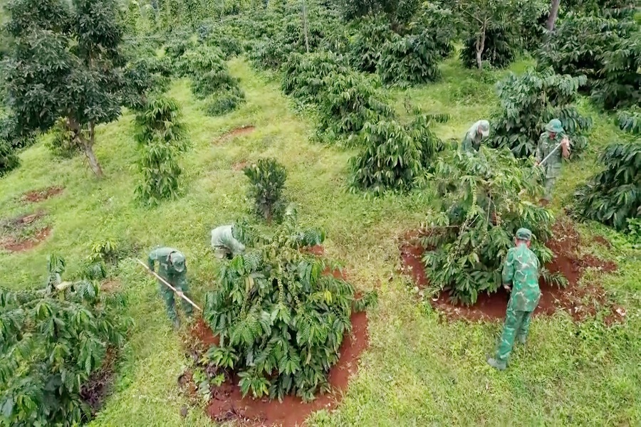 C&aacute;n bộ, chiến sĩ Đồn BP Đắk Ti&ecirc;n chăm s&oacute;c vườn c&agrave; ph&ecirc; trồng xen mắc ca, c&acirc;y ăn quả