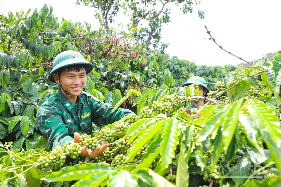 Lâm Đồng: Những “vườn xanh nơi biên giới” góp phần nâng cao đời sống bộ đội