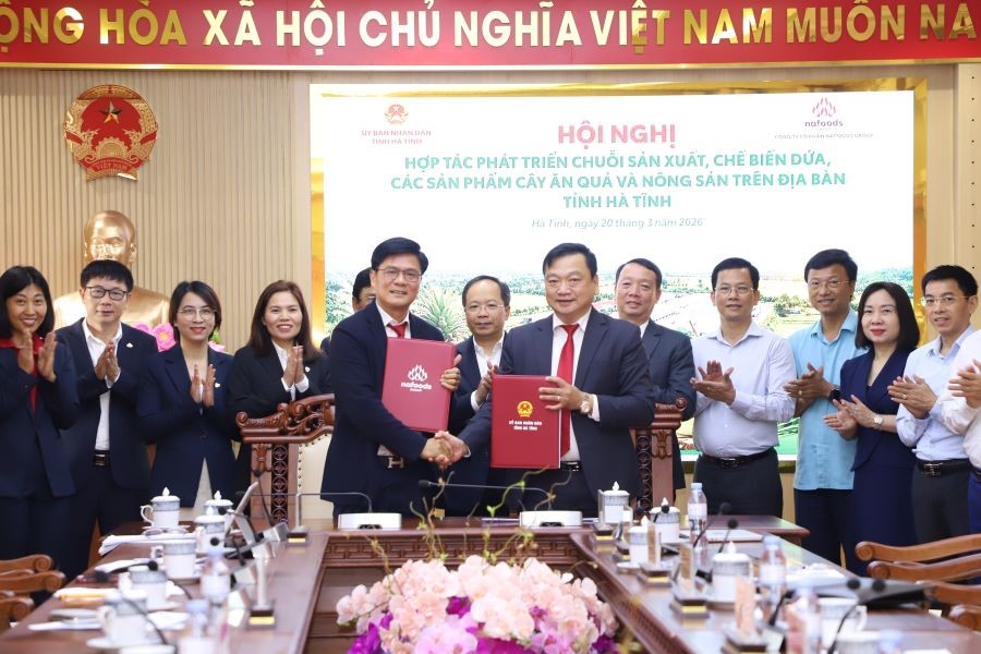 Hà Tĩnh hợp tác cùng Nafoods Group phát triển chuỗi giá trị dứa và nông sản chủ lực