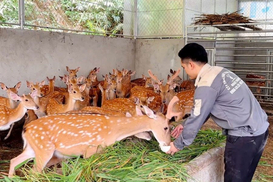 Hà Tĩnh: Phát huy lợi thế, phát triển chăn nuôi hươu sao theo hướng bền vững