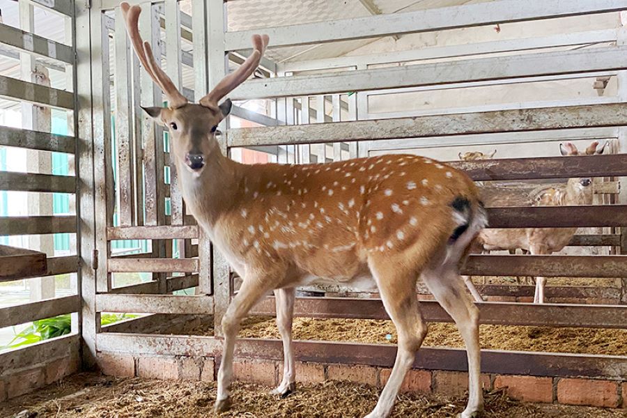 Hươu sao chưa được c&ocirc;ng nhận l&agrave; giống vật nu&ocirc;i do vẫn thuộc nh&oacute;m động vật hoang d&atilde; đ&atilde; thuần dưỡng g&acirc;y kh&oacute; khăn trong quản l&yacute; v&agrave; ph&aacute;t triển l&acirc;u d&agrave;i