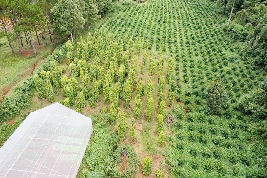 M&ocirc; h&igrave;nh trồng c&acirc;y c&ocirc;ng nghiệp kết hợp trồng rau trong nh&agrave; lưới của Đồn BP Đắk Song tạo nguồn thu hiệu quả, bền vững.