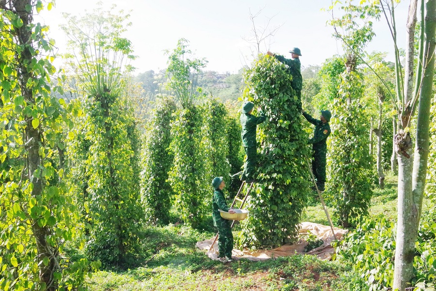 Vườn hồ ti&ecirc;u tại Tiểu đo&agrave;n Huấn luyện - Cơ động 1 c&oacute; gi&aacute; trị kinh tế cao v&agrave; khả năng khai th&aacute;c l&acirc;u d&agrave;i.