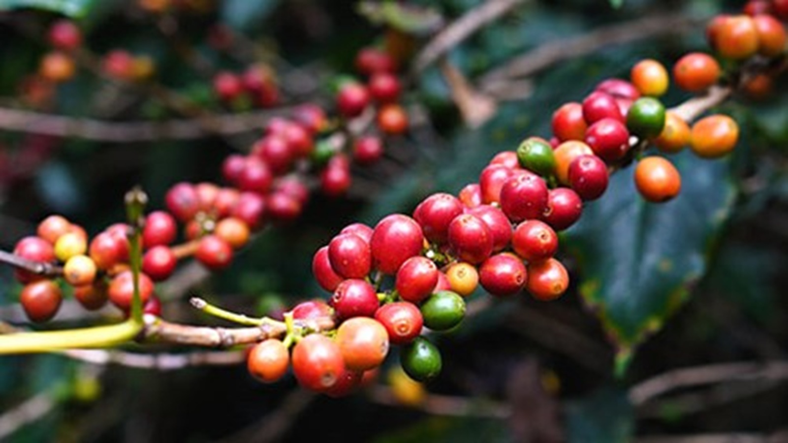 Xuất khẩu cà phê Robusta chiếm ưu thế tuyệt đối trong cơ cấu sang thị trường Nhật Bản