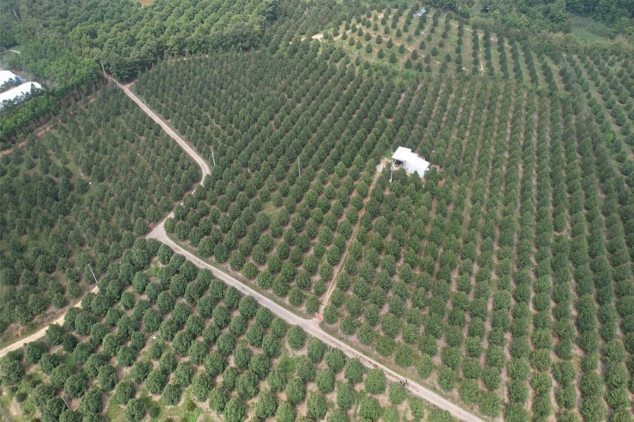 Năm 2025, tổng diện tích sầu riêng toàn tỉnh đạt 25.610 ha với sản lượng thu hoạch 175.282 tấn Năm 2025, tổng diện tích sầu riêng toàn tỉnh đạt 25.610 ha với sản lượng thu hoạch 175.282 tấn