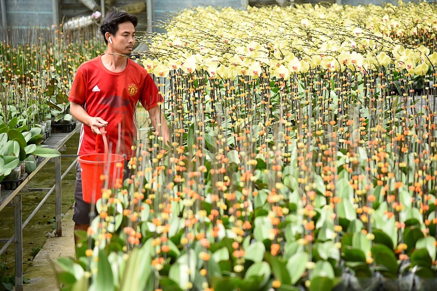 Những năm qua, Lâm Đồng đã đẩy mạnh việc ứng dụng công nghệ cao trong sản xuất - tiêu thụ Những năm qua, Lâm Đồng đã đẩy mạnh việc ứng dụng công nghệ cao trong sản xuất - tiêu thụ