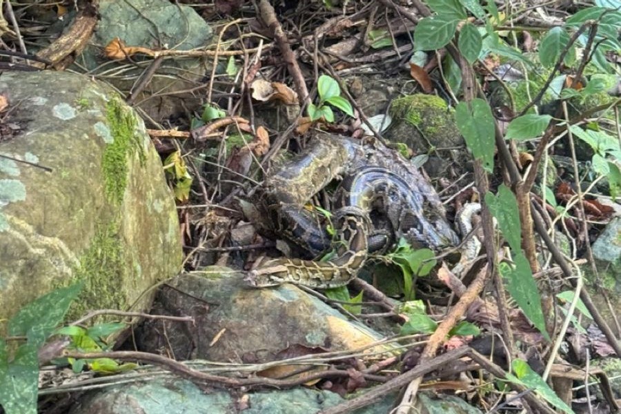 Cá thể trăn đất nhanh chóng hòa nhập với môi trường tự nhiên Phong Nha - Kẻ Bàng Cá thể trăn đất nhanh chóng hòa nhập với môi trường tự nhiên Phong Nha - Kẻ Bàng