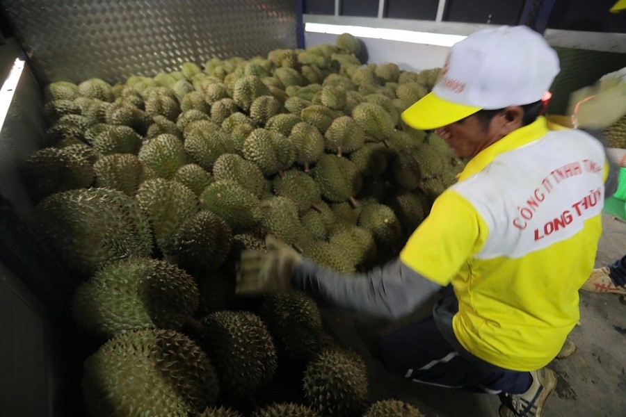 Sầu riêng Lâm Đồng đảm bảo các tiêu chuẩn phục vụ thị trường xuất khẩu Sầu riêng Lâm Đồng đảm bảo các tiêu chuẩn phục vụ thị trường xuất khẩu