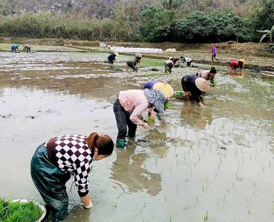 Ho&agrave;n th&agrave;nh gieo cấy vụ Đ&ocirc;ng Xu&acirc;n vượt kế hoạch với diện t&iacute;ch l&uacute;a đạt 118,3% kế hoạch