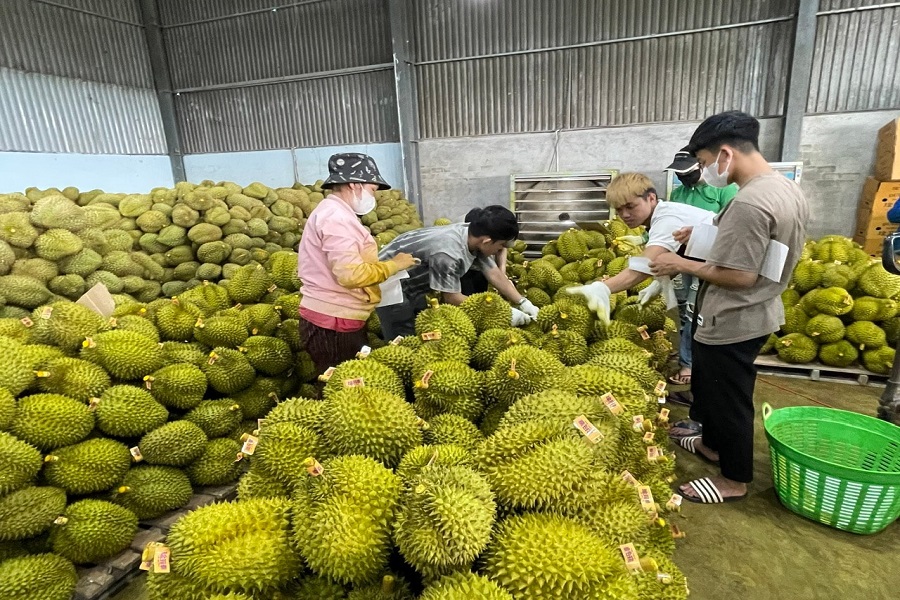 Việc kiểm soát chặt từ sản xuất đến xuất khẩu giúp nông sản Lâm Đồng đáp ứng nhu cầu thị trường tiêu thụ Việc kiểm soát chặt từ sản xuất đến xuất khẩu giúp nông sản Lâm Đồng đáp ứng nhu cầu thị trường tiêu thụ