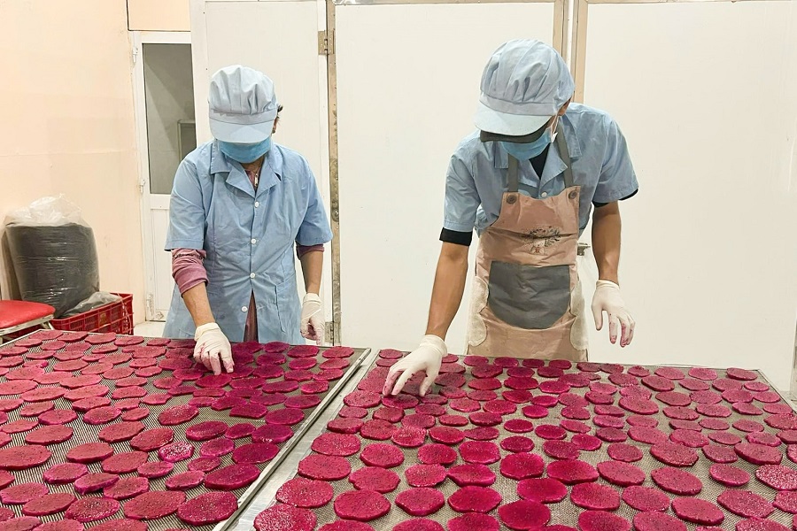 Chế biến sản phẩm tại HTX Thanh long sạch H&ograve;a Lệ