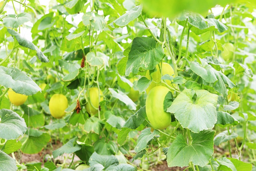 M&ocirc; h&igrave;nh sản xuất n&ocirc;ng nghiệp được ứng dụng khoa học kỹ thuật, tạo nền tảng cho ph&aacute;t triển n&ocirc;ng nghiệp an to&agrave;n, chất lượng cao giai đoạn 2026&ndash;2030