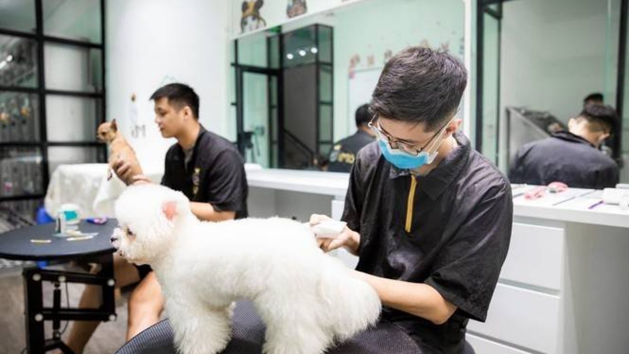 Việt Nam trở thành điểm đến chiến lược của doanh nghiệp Hàn Quốc trong ngành thú cưng