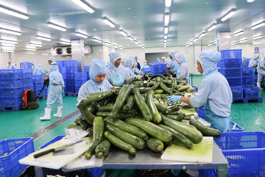 Sơ chế sản phẩm tại C&ocirc;ng ty TNHH Agriex thuộc Khu c&ocirc;ng nghiệp Ph&uacute; Hội