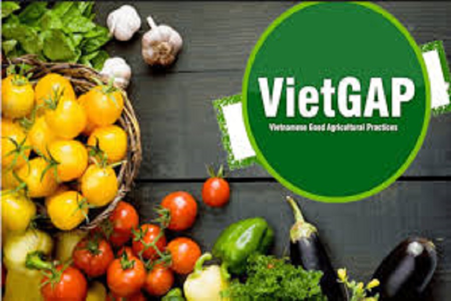 Lâm Đồng “bơm lực” cho nông nghiệp sạch: Mạnh tay hỗ trợ VietGAP, hữu cơ giai đoạn 2026–2030