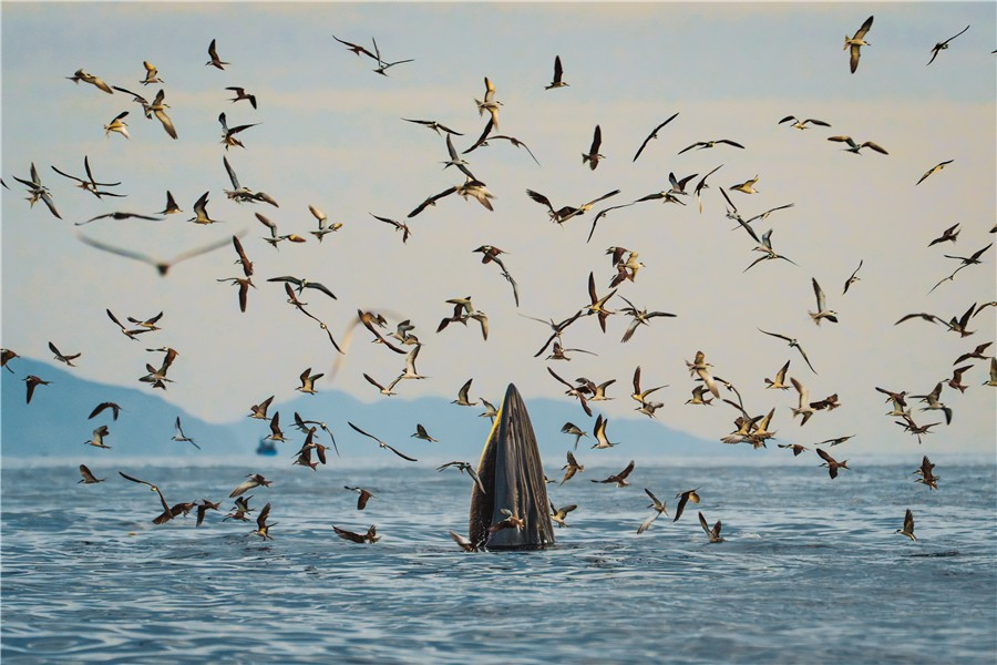 H&igrave;nh ảnh c&aacute; voi ở biển Quy Nhơn (bộ ảnh H&agrave;nh tr&igrave;nh theo dấu c&aacute; voi Bryde ở v&ugrave;ng biển Nhơn L&yacute; của t&aacute;c giả Nguyễn Ngọc Thiện, gi&agrave;nh giải đặc biệt v&agrave; huy chương v&agrave;ng của Hội Nghệ sĩ Nhiếp ảnh Việt Nam)