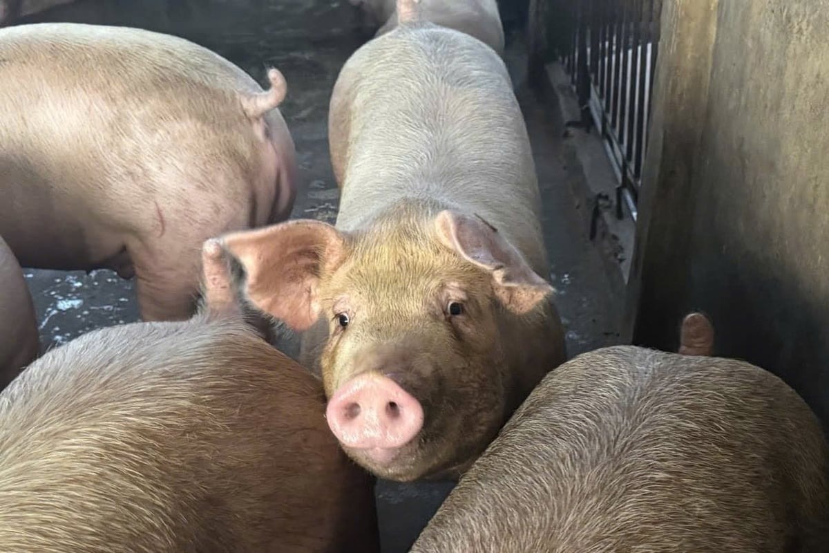 Ảnh minh họa Ảnh minh họa